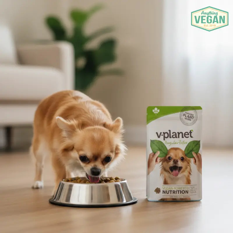 My Dog Won't Eat Vegan Food - What to Do