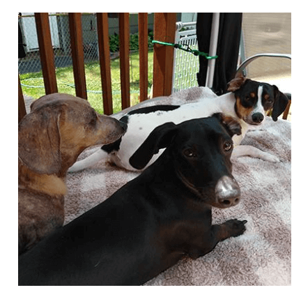 Mini Bites for Mini Kids