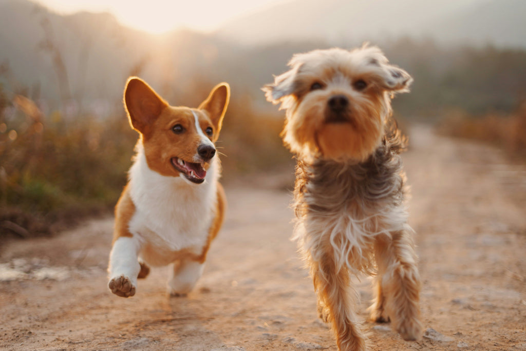 The Anti-Aging Dog Diet: Can Food Really Slow Down Aging?