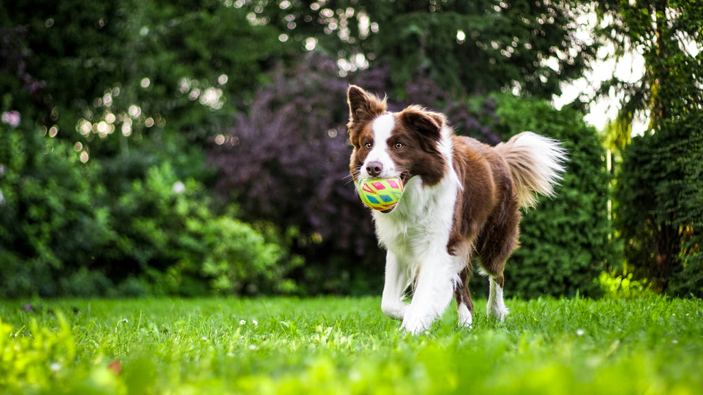 Joint Health, Gut Health, and Beyond: The Pillars of Canine Longevity