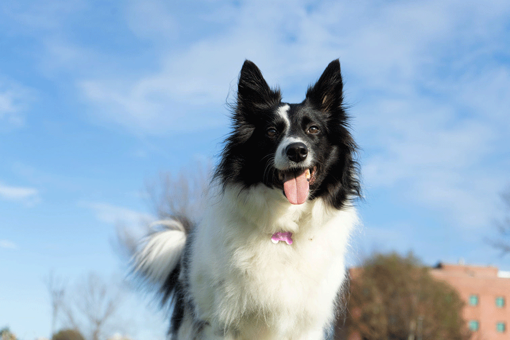 The vegan dog who left us in awe by living fit & healthy for 25 years!
