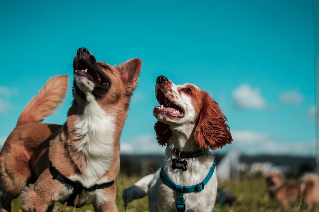 How Nutrition Impacts Your Dog’s Lifespan: The Science of Longevity