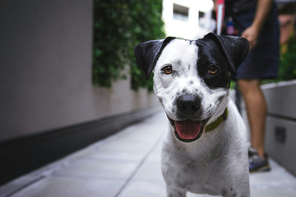 Superfoods for Dogs: Natural Ingredients That Boost Lifespan