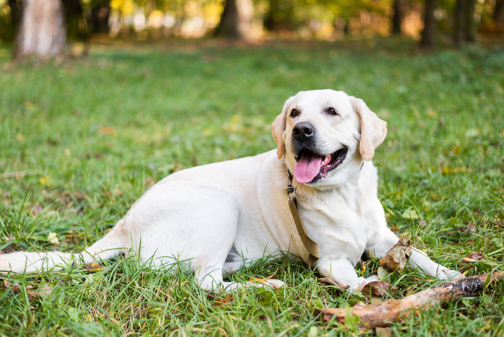 How to Keep Your Dog Happy and Healthy on a Long-Term Vegan Diet