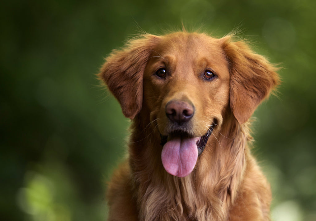 How Much Vegan Dog Food Should I Feed My Dog Daily?