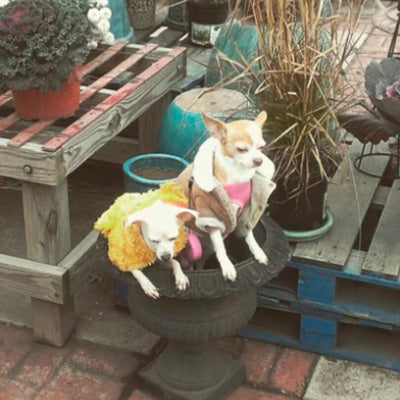 Cancer patient thriving on v-dog