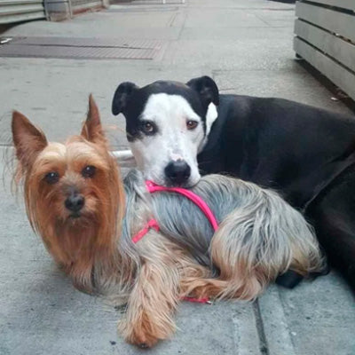 Healthy, happy dogs!