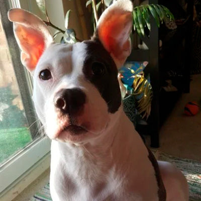 Improved allergies, knee pain, and weight