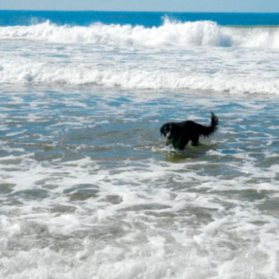 My former "picky eater" loves it