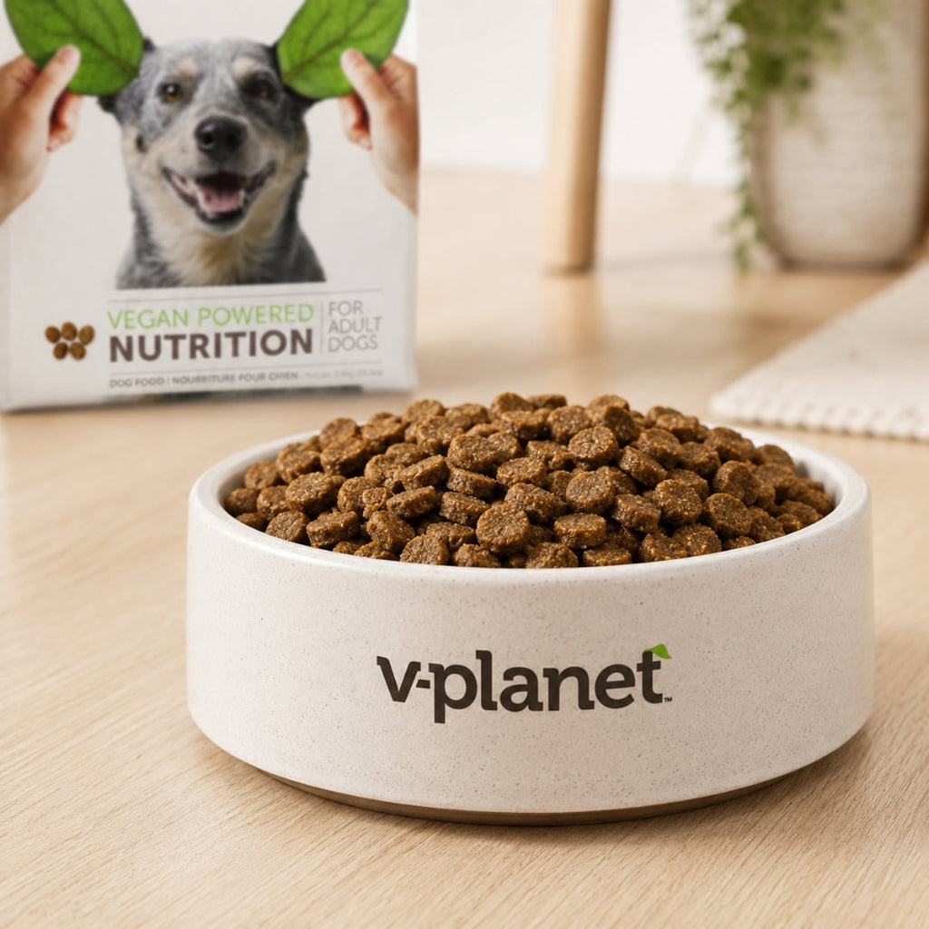 Dog Food for Skin and Coat Health in UAE: What to Feed for a Healthy, Shiny Coat