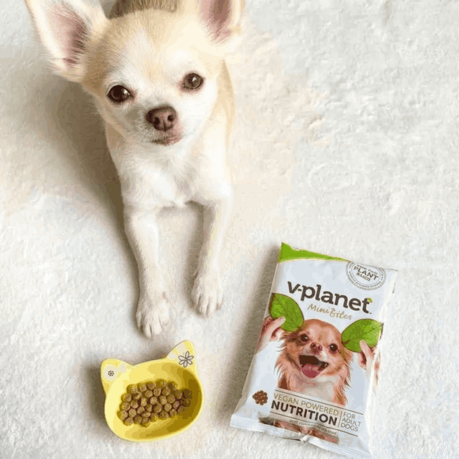 Best Dog Food for Small Breed Dogs in UAE: What Makes a Difference