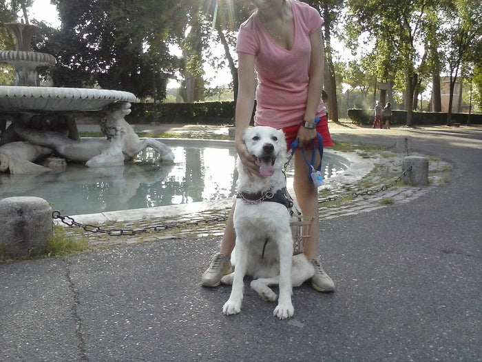 Woman walking a happy white dog on a lead in a park