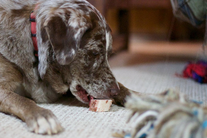 Dog chewing on a treat, showing its teeth