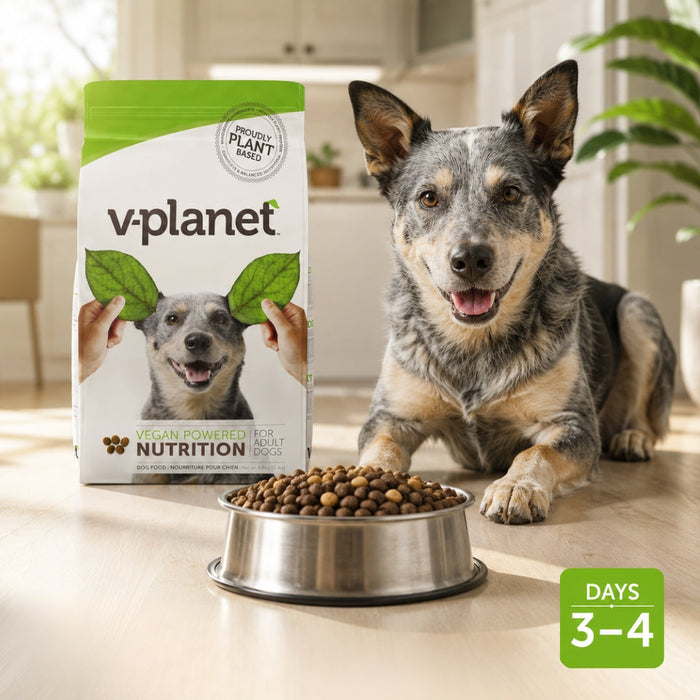 How to Transition Your Dog to New Food in UAE: The Correct Way to Do It