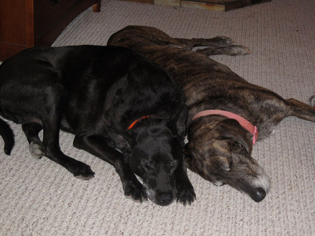 Two dogs resting together on a carpet
