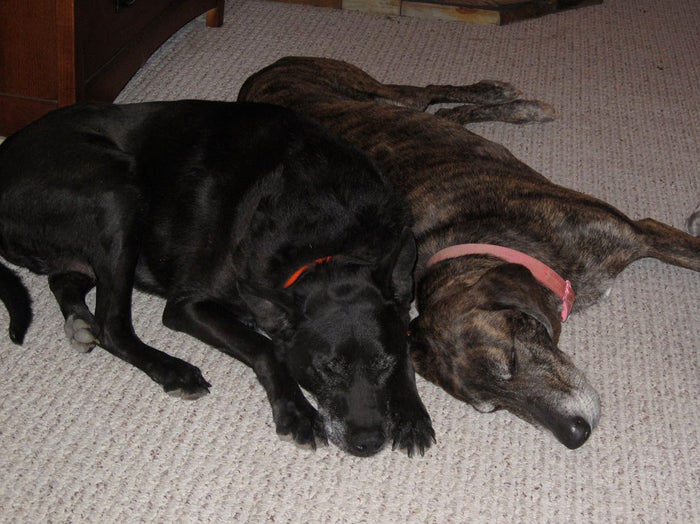 Two dogs resting together on a carpet