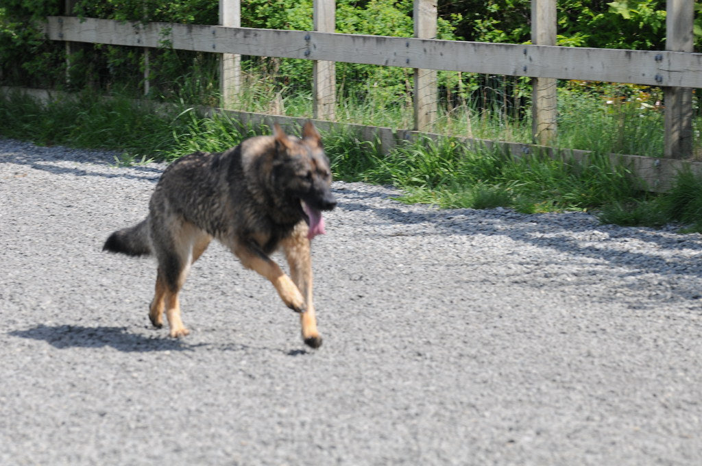 Small dog running happily across green grass