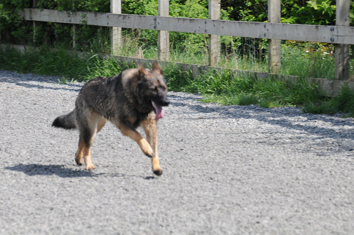 Small dog running happily across green grass
