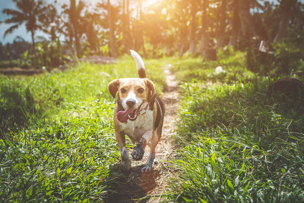Beagle trotting along a sunlit grassy path