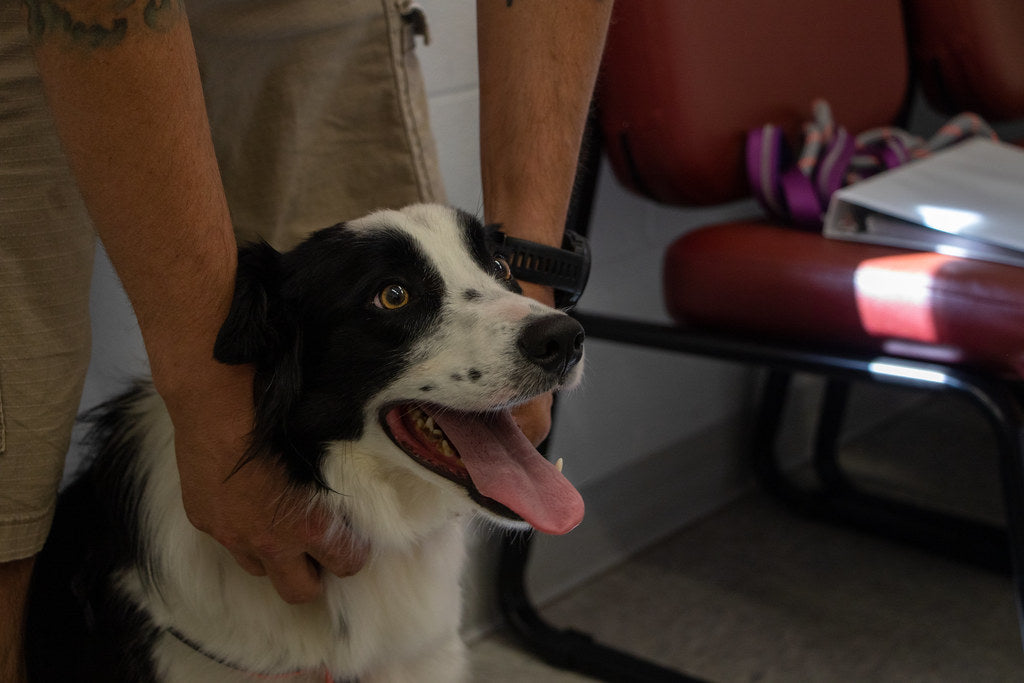 Happy dog at a veterinary clinic health check