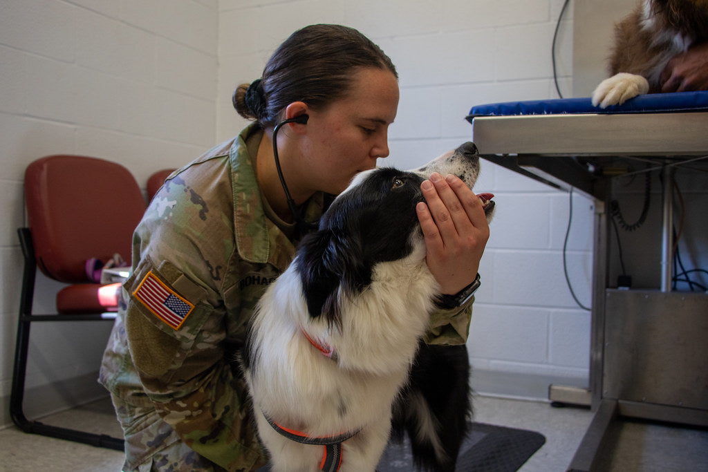 Veterinarian greeting a dog during a check-up