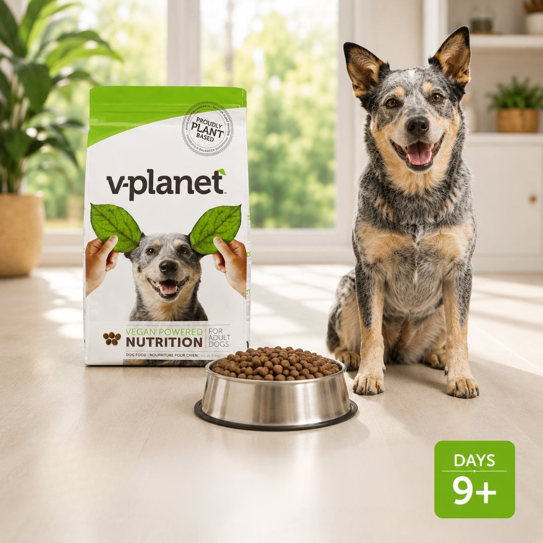 Best Dog Food for Senior Dogs in UAE: What Changes and Why It Matters