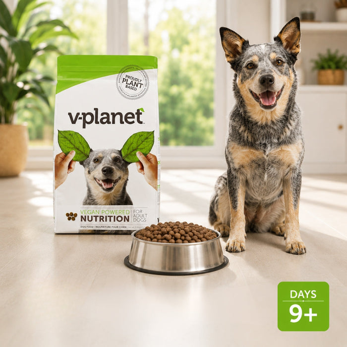 Best Dog Food for Senior Dogs in UAE: What Changes and Why It Matters