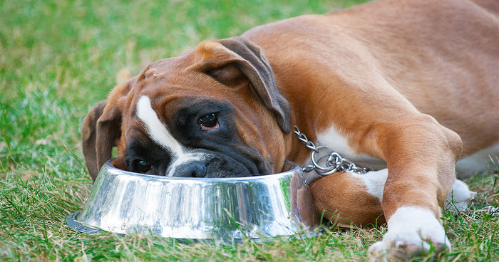 Food Sensitivities and Allergies: How can a vegan diet help?