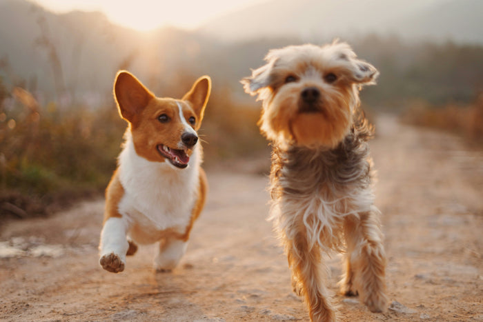 The Anti-Aging Dog Diet: Can Food Really Slow Down Aging?