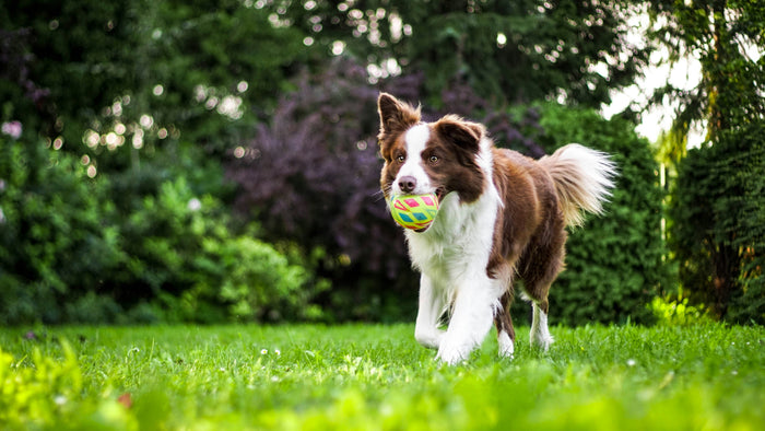 Joint Health, Gut Health, and Beyond: The Pillars of Canine Longevity