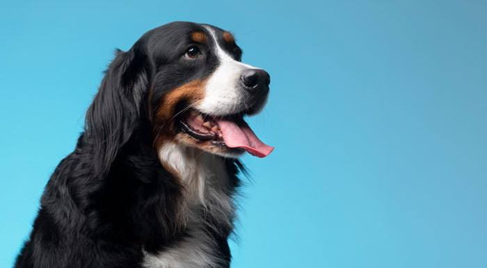 Unleashing the Power of Plants: A Comprehensive Guide to Vegan Dog Food for a Healthy & Happy Canine
