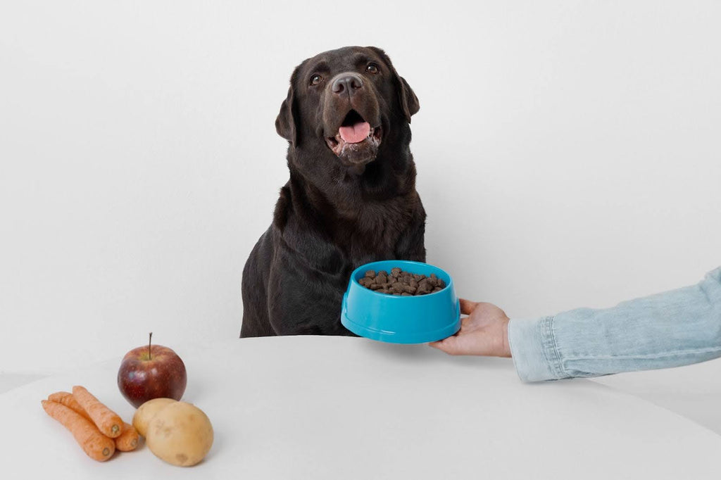 How do you choose healthy dog food?