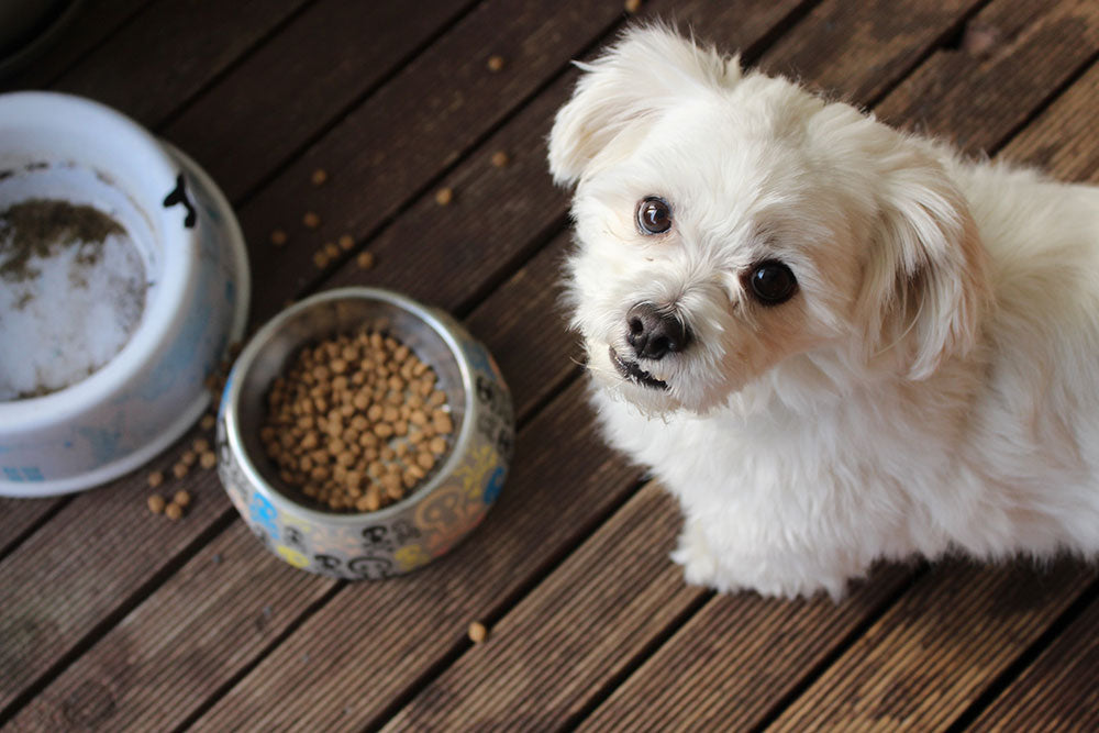 Plant based protein in pet food