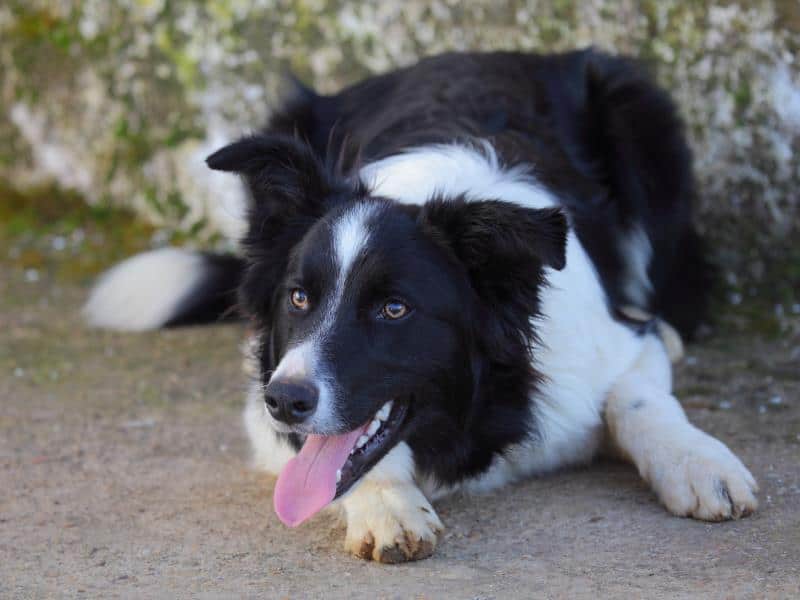 Can Dogs Really Thrive on a Vegan Diet? What the Evidence Shows