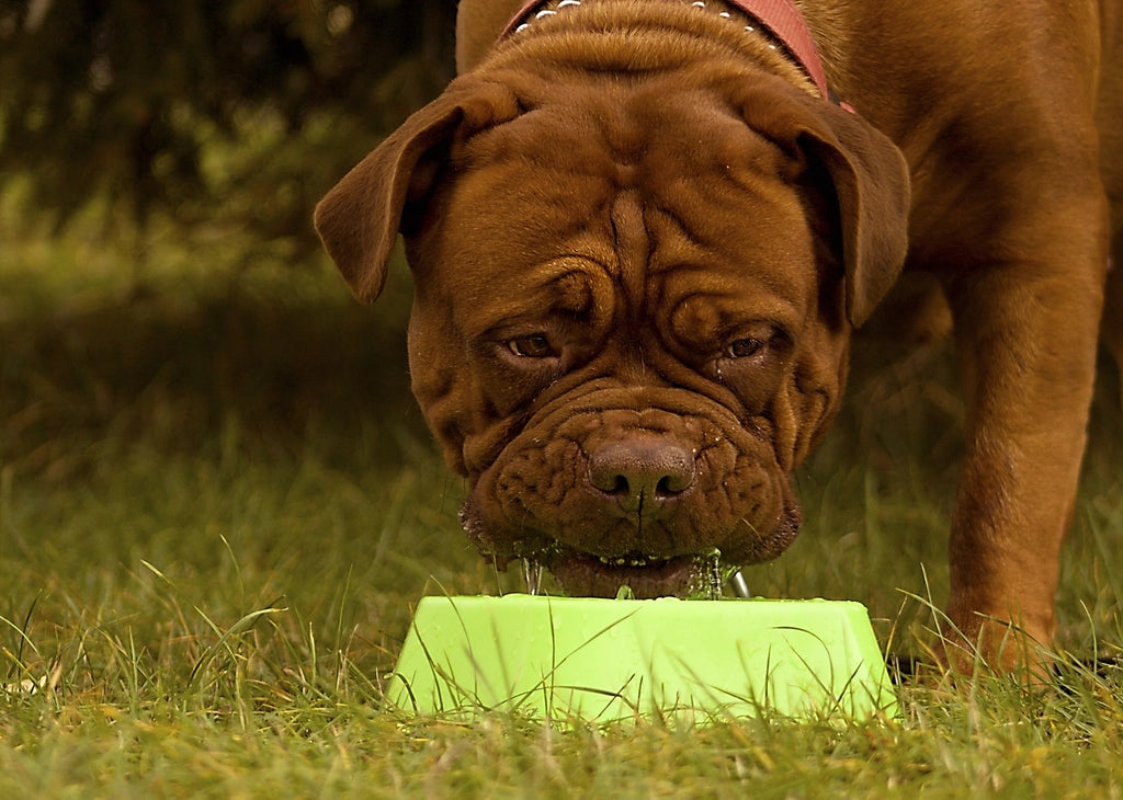 Dog eating from a green food bowl on the grass