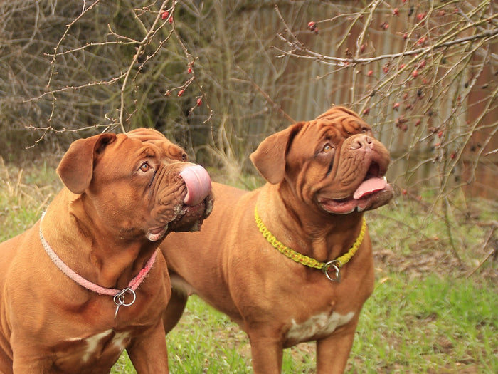 Two dogs looking up, waiting for mealtime