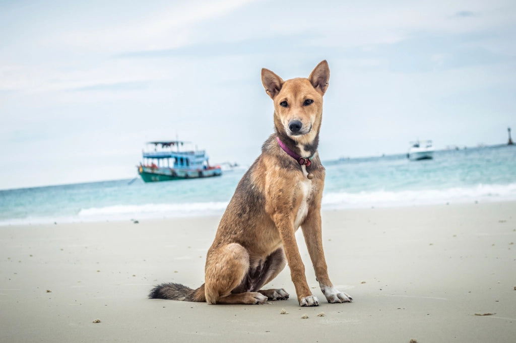 Dog sitting on a sunny beach by the sea