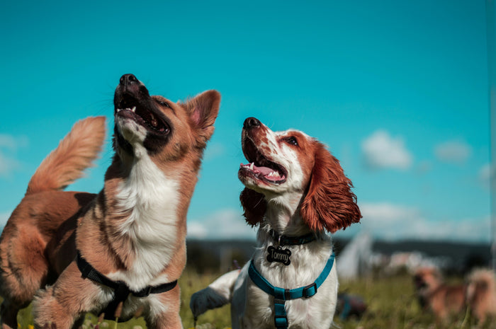 How Nutrition Impacts Your Dog’s Lifespan: The Science of Longevity