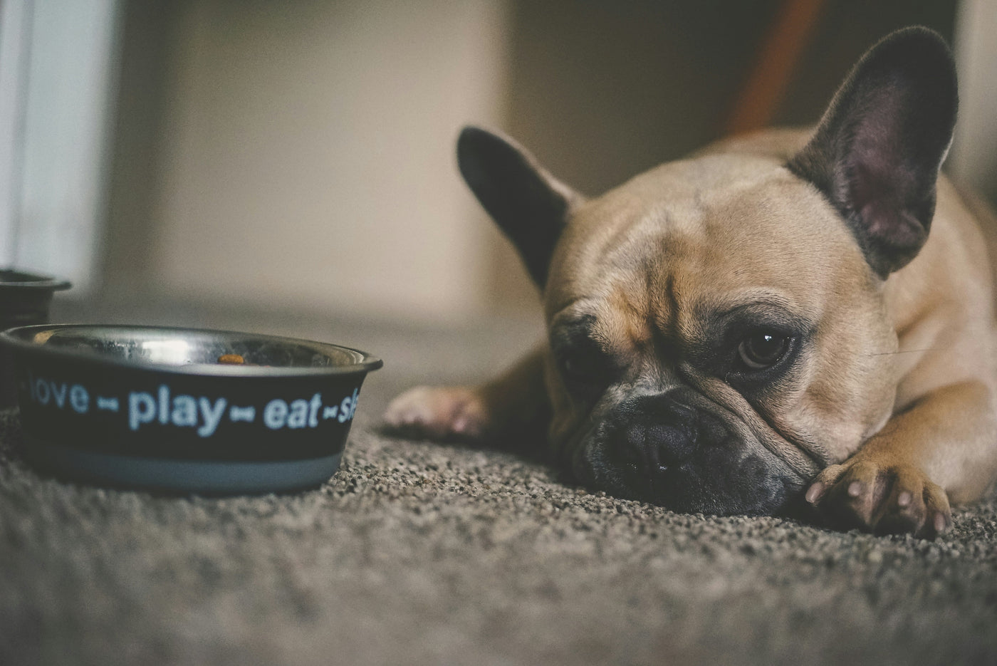 Best Ingredients for Healthy Vegan Dog Food: What to Include and What to Avoid