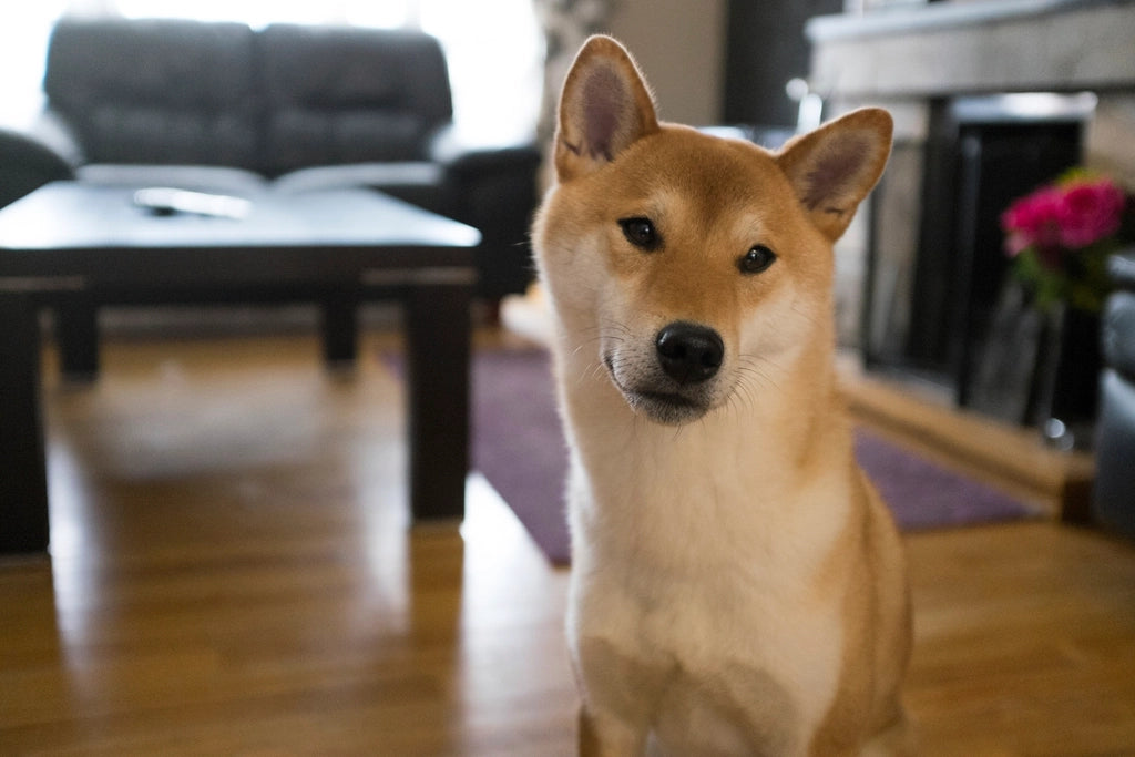 Curious Shiba Inu looking at the camera