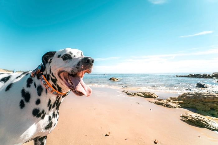 Dalmatian enjoying a sunny day at the beach