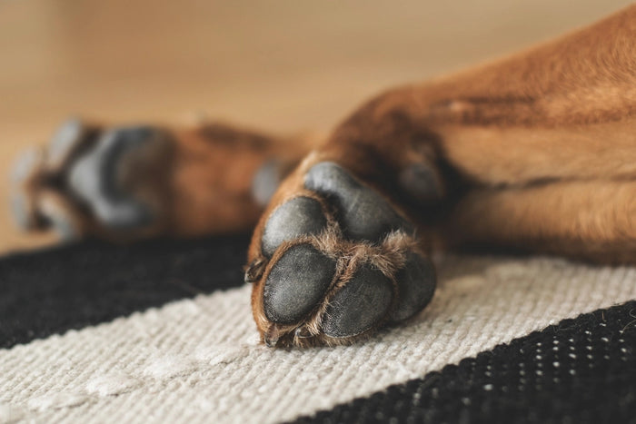 Close-up of a dog's paw resting on a rug
