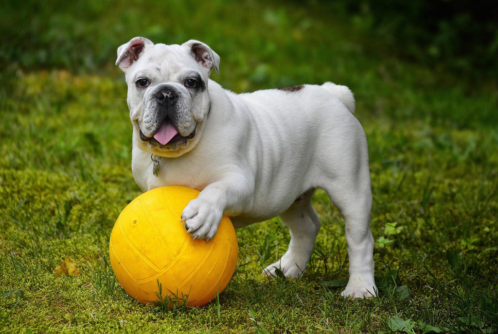 Digestive Health in Dogs: Why Plant-Based Nutrition Works Better in Hot Climates