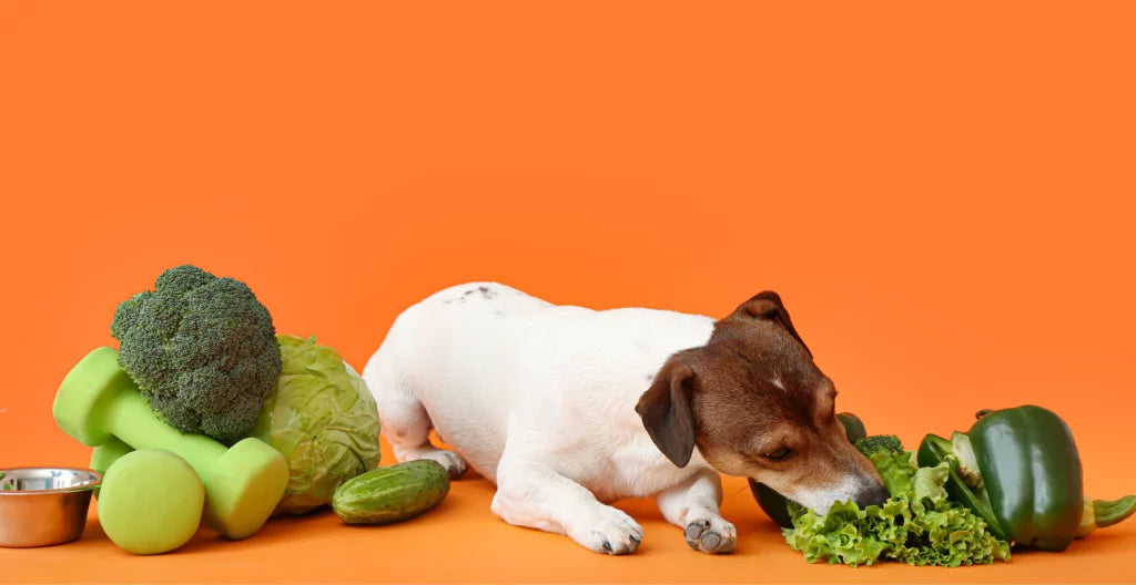 Vegan Dogs - A healthy lifestyle or going against nature
