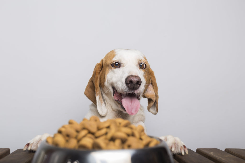 Can Dogs Really Get Enough Protein on a Vegan Diet?