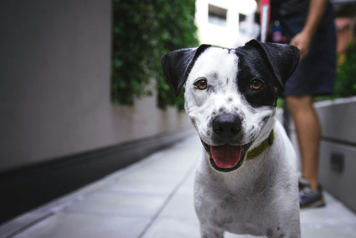 Superfoods for Dogs: Natural Ingredients That Boost Lifespan