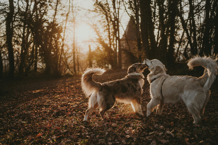 How to Transition Your Dog Safely to Vegan or Hypoallergenic Food