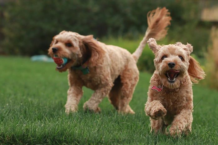 Dog resting outdoors, a hypoallergenic vegan dog food guide