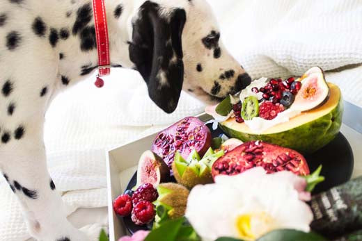 Busting the myth: Are dogs truly carnivorous creatures?