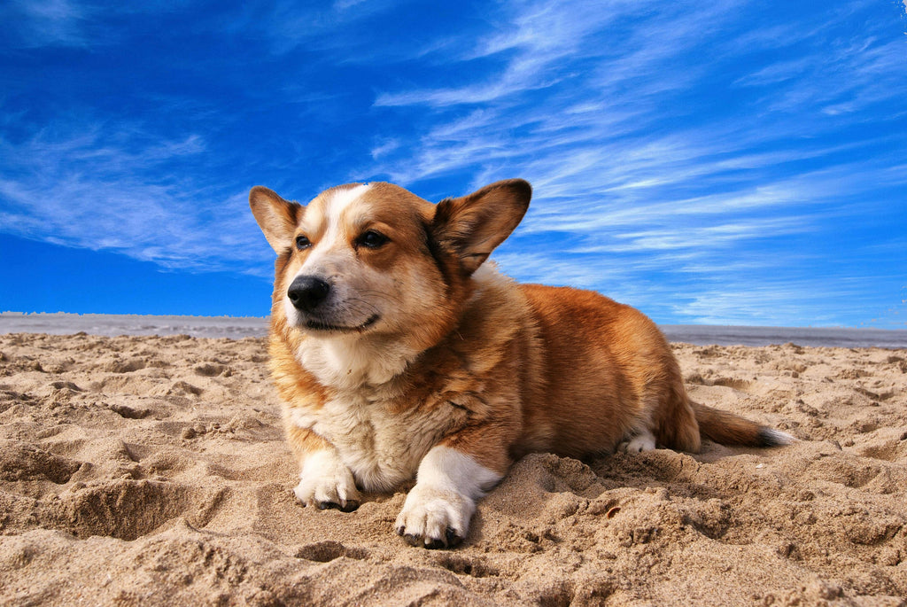 Dog Allergies Explained: How Hypoallergenic Vegan Diets Can Help in the UAE